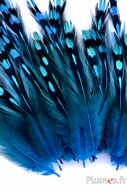 Coq de Sonnerat - 1-3 cm - turquoise